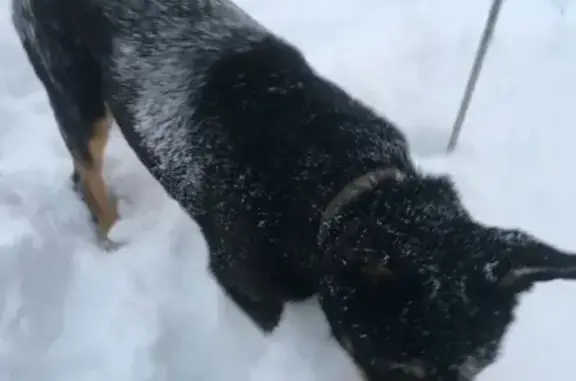Найдена собака в деревне Подрябинье на реке Сясь