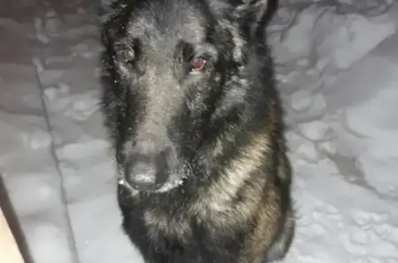 Найдена собака в Горно-Алтайске