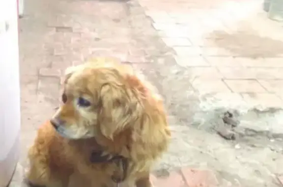 Найдена собака в Куимихе, ищем хозяев