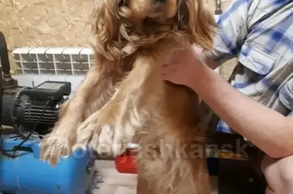 Найдена собака на улице Клубной