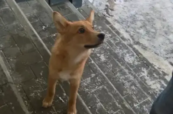 Найдена собака на ул. Советской Армии возле Магнита