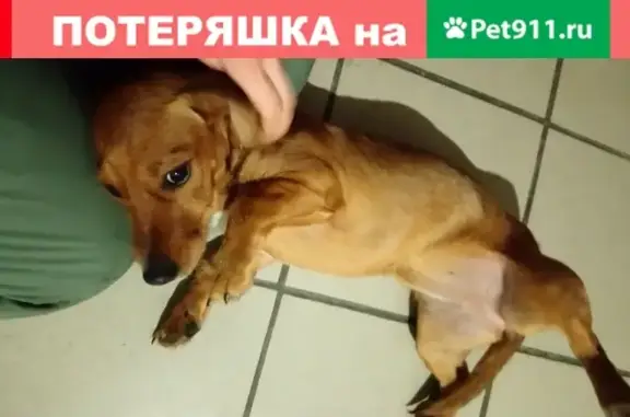 Найдена собака на Тюменской ул. в Шадринске #найдено_животное_Шадринск