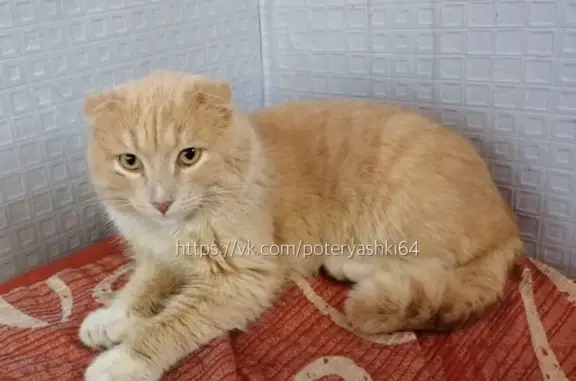 Найден домашний кот в Энгельсе, п. Дачный
