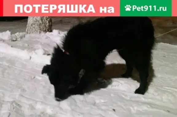 Найдена собака на Космонавтов 10 в Новоильинском районе