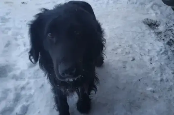 Собака найдена в Гатчине и нуждается в передержке!