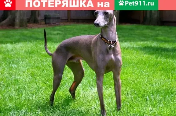 Собака метис ливретки найдена на Правде, СОС!