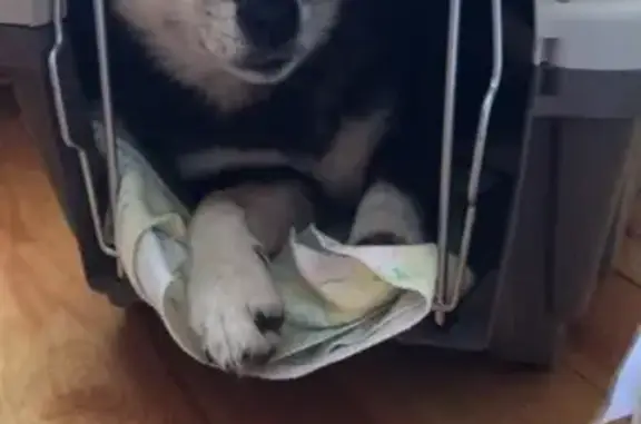 Найдена собака породы Сиба-ину в Домодедовском районе