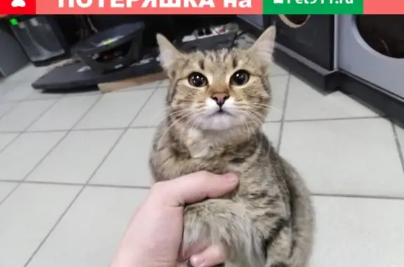 Пропала кошка в Красноярске, районы 8 и 9.