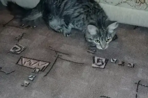 Найден котенок в Сарапуле с ошейником