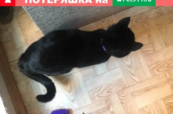 Найдена кошка на улице Заозерная, Власиха