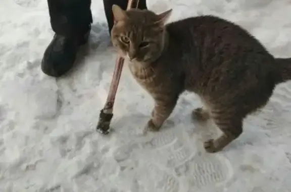 Найдена кошка на ул. Ключевой в Калининском районе