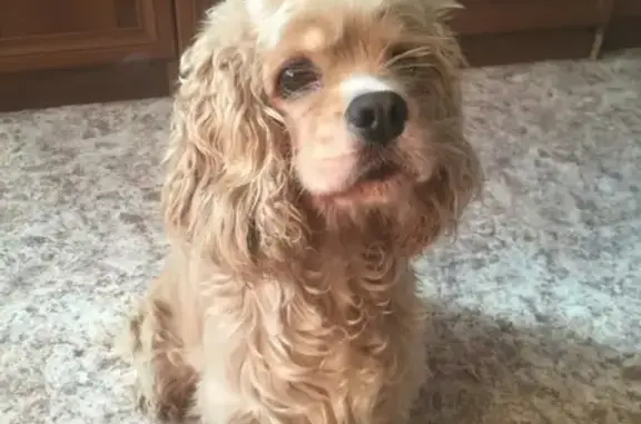 Пропала собака в Белореченском микрорайоне, порода кокер-спаниель, зовут Грета.