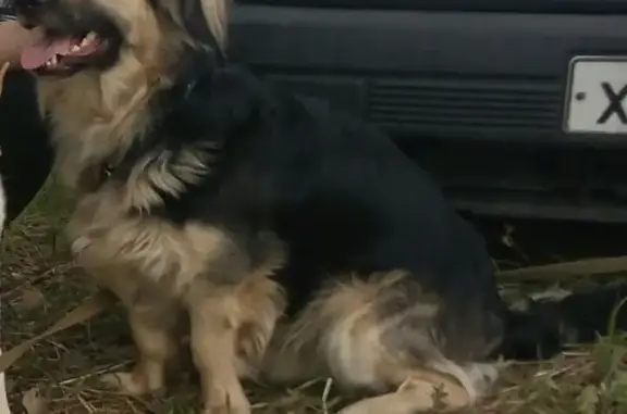 Пропала собака в Нижнем Тагиле
