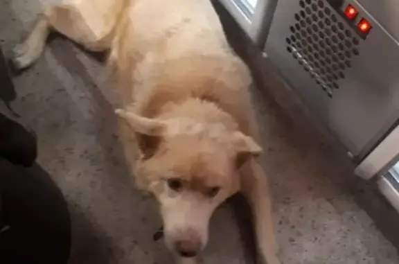 Пропала собака возле Парка Хауса на Мусина (Казань)