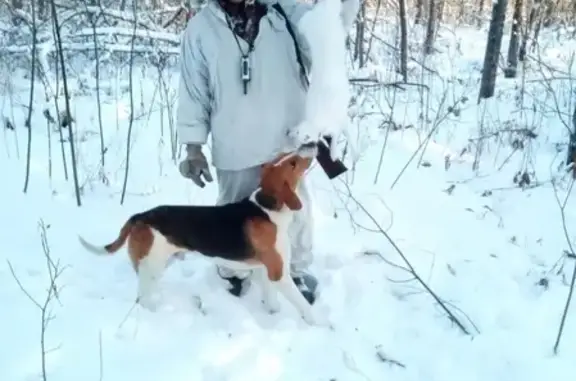 Пропала собака в Тюмени, район Кулакова-Горьковки