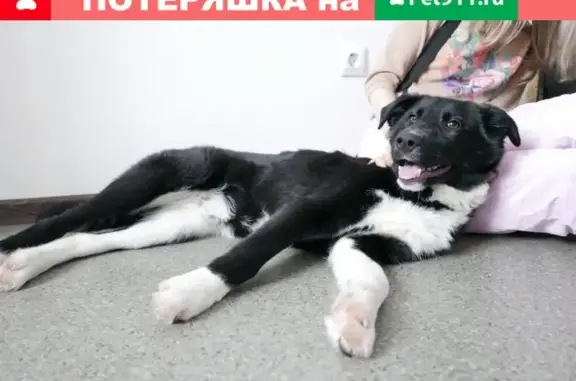 Собака найдена в Берёзовой Роще, Воронеж