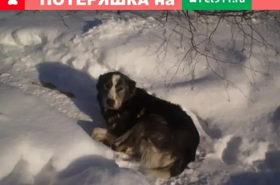 Найдена собака в д. Машково, Александровский р-н, нужна помощь