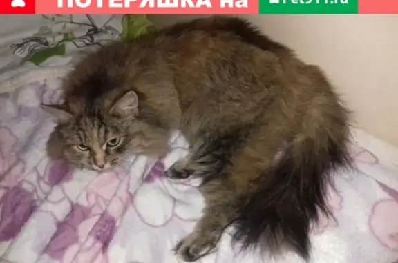 Найден кот на пр. 50 лет Октября 34б!
