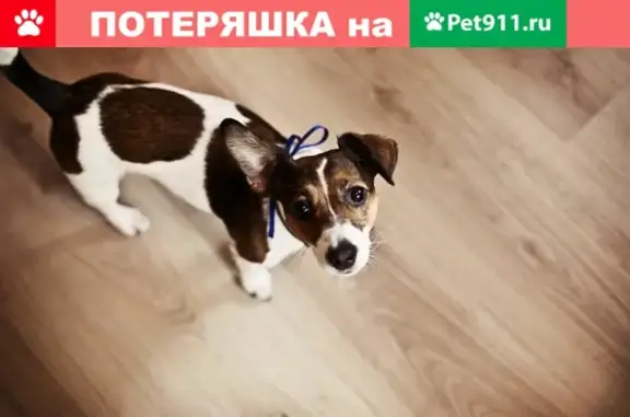 Пропала собака на улице Куусинена в Москве