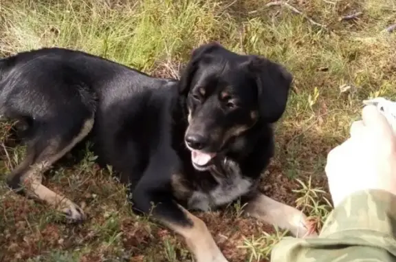 Собаки потеряшки, Ярега, фото: Потеряшка собака Сева в Яреге