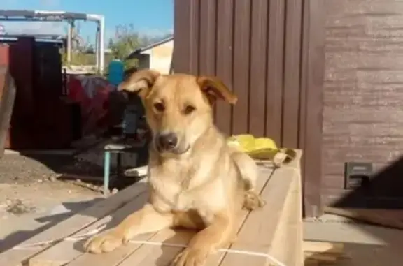 Пропала собака Мирта в промзоне, Владимир, Россия