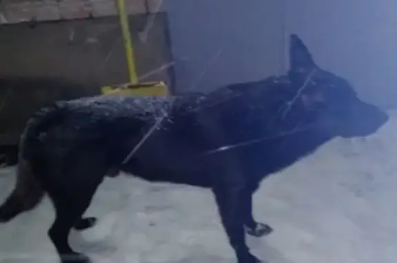 Найдена собака в Торжок, ищем хозяина!
