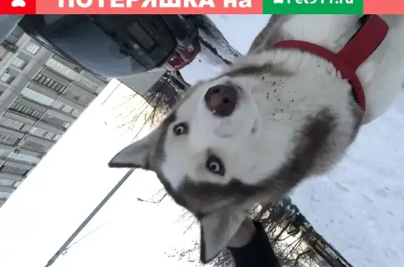 Собака найдена в Видном.