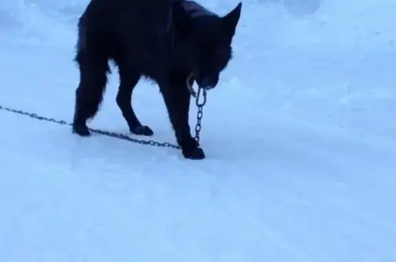 Найдена собака в Солнечногорском районе на Ленинградском шоссе