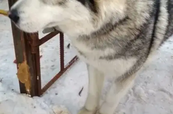 Найдена собака в Реутово на ул. Никольской