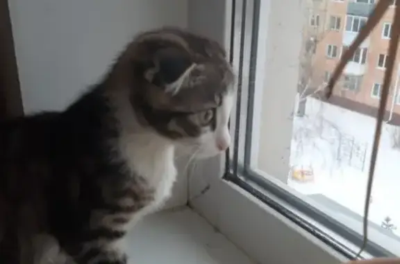 Найден маленький котенок в Омске