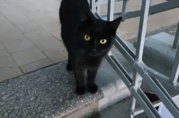 Найден домашний кот в Магнитогорске