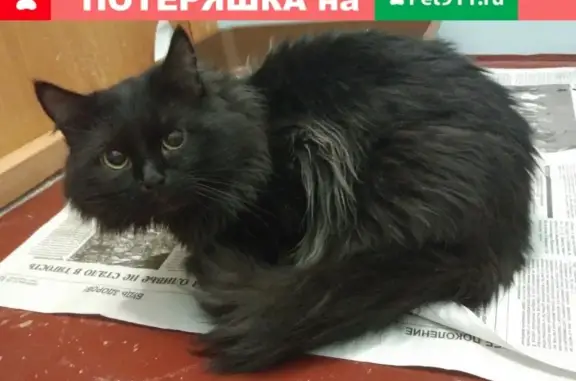 Найден кот на ул. Крылова, 17