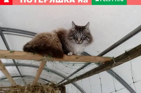 Кошки потеряшки, Палимовский сельсовет, фото: Потеряшка кота в Елшанке, Оренбургская область