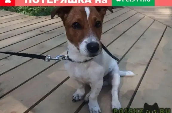 Пропала собака в деревне Немчиново, Московская область