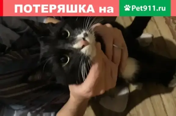 Найдена кошка на Рижском пр. 48 в Санкт-Петербурге