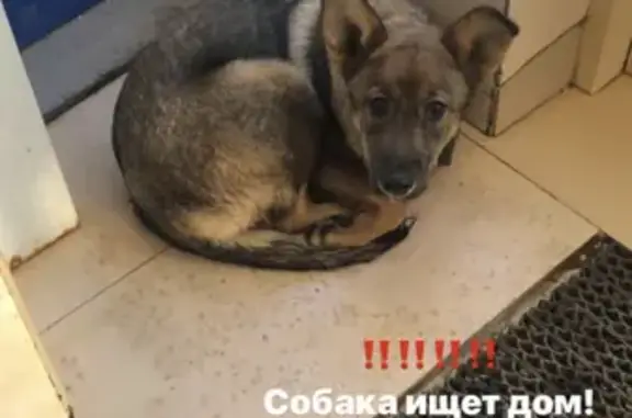Найден щенок с ошейником у метро Авиамоторная в Москве