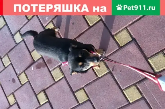 Найдена собака девочка на Фигурной улице