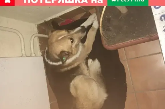 Найдена собака в Южном Бутово, Москва