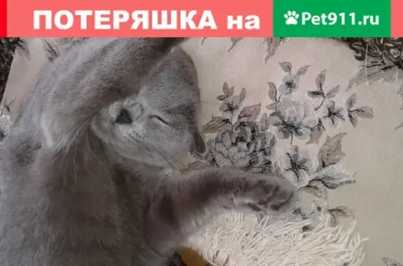 Пропала кошка в Грозном, серого плюшевого цвета.