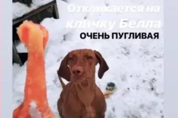 Пропала собака в Ленинском районе, помогите найти!