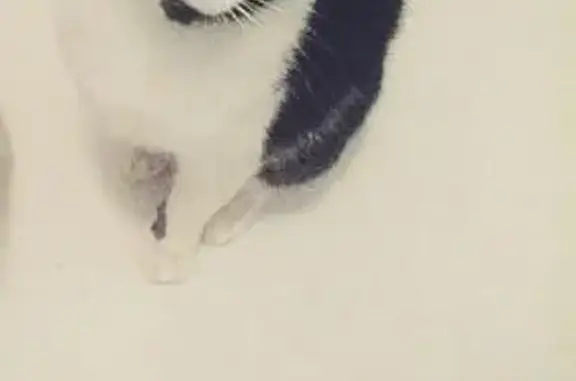 Кошки потеряшки, Кемерово, фото: Потеряшка кошка в районе Сибиряков-Гвардейцев 4, Кемерово