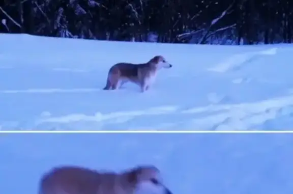 Собаки потеряшки, село Трёхречье, фото: Потеряшкаи гончие в Трехречье