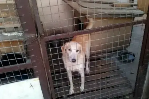 Пропала гончая собака Рола, вознаграждение гарантирую (Брянск, Фокинский район)