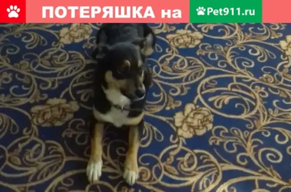 Пропала собака в Барабинске, район 3 Школы!