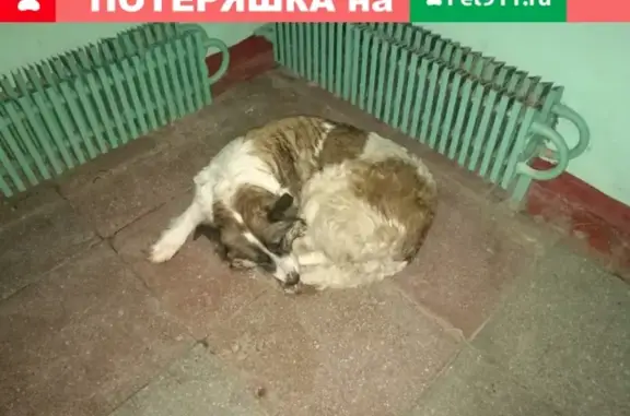 Найдена собака на Лебедянской 13 в Москве