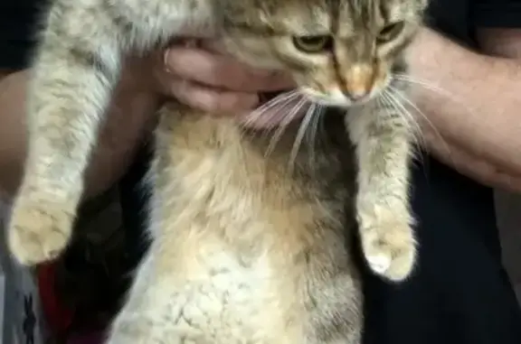 Найден кот (кошка) в районе Доброе, ищет дом