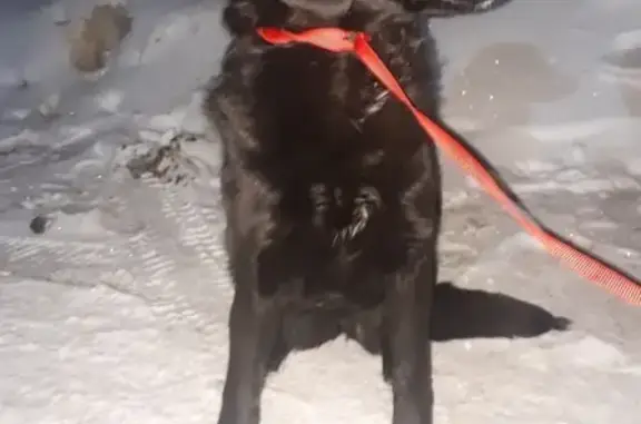 Найдена собака на Смирнова в Томске