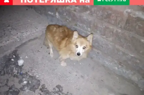 Найдена собака в Северске, ищем хозяев!