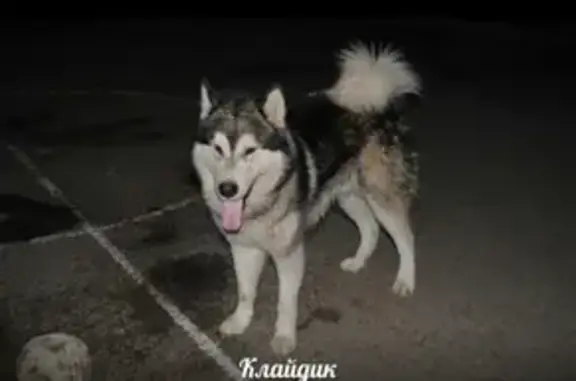 Пропала собака в Уфе, Аляскинский маламут, ищем уже 3 дня