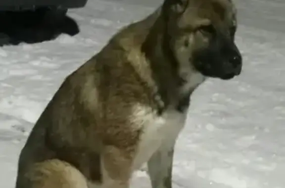 Найдена собака в районе ЖД, ищем хозяина